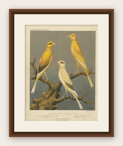 Antique Bird Print of the Yorkshire Canaries Evenly Marked Yellow and Others, shown framed
