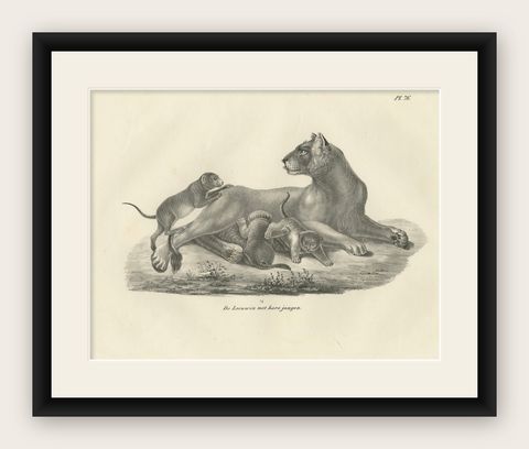 19th-Century Lithograph of a Lioness with Her Playful Cubs in the Wild, shown framed