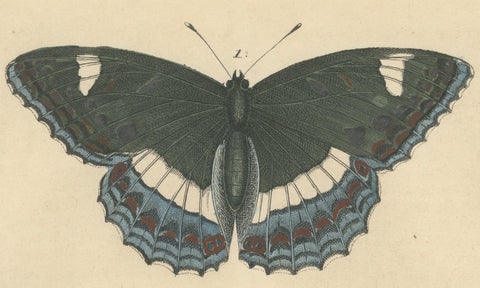 1848 Hand-Colored Lithograph of Butterfly Life Cycle, close-up 5