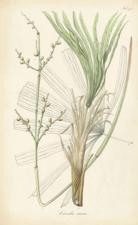 Antique Botany Print of Licuala Nana, a Fan Palm, view 3
