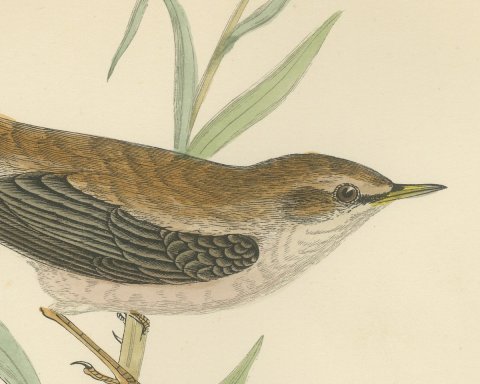 Reed Warbler Perched on a Reed, Hand Colored Bird Print by Morris, 1896, close-up 1