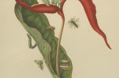 Heliconia with Insects, 19th-Century Lithograph after Merian’s Plate 54 (1705), close-up 1