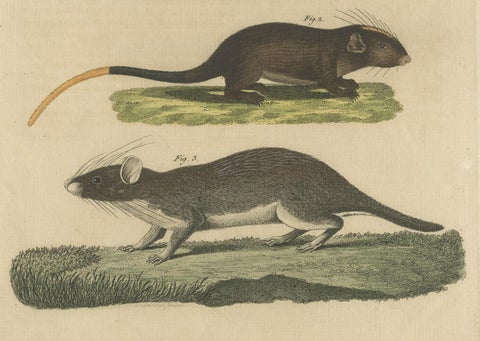 Original Antique Print of a Porcupine and other large Rodents, close-up 3