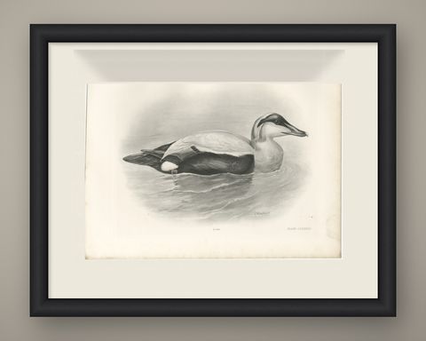 Eider, Antique Bird Print after Lilian Medland, circa 1909, shown framed