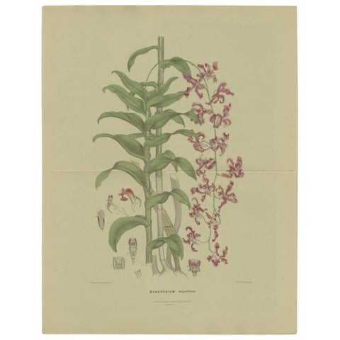 Antique Botany Print of the Dendrobium Superbiens Orchid, published in ca.1890