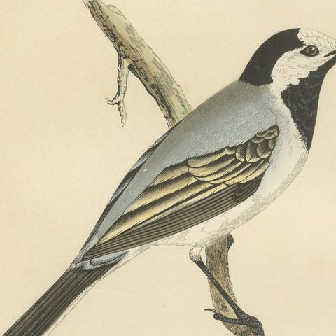 Antique Bird Print of a White Wagtail, close-up 2