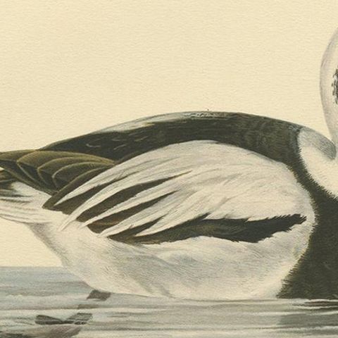 Antique Bird Print of a Male Long-Tailed Duck by Von Wright '1929', close-up 2