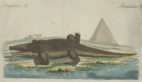 Antique Handcolored Engraving of Nile and Marsh Crocodiles, c.1800, close-up 3