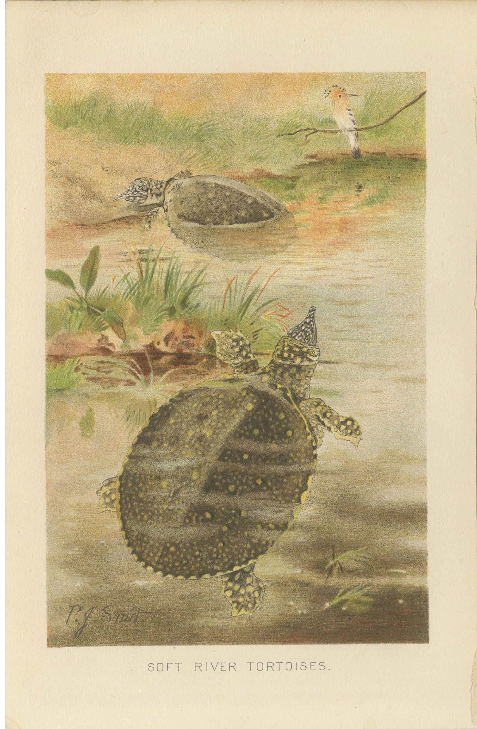 Soft River Tortoises, Antique Reptile Natural History Print, c.1895