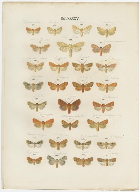 Set of 5 Antique Prints of Various Butterflies and Moths by Ramann, circa 1870, view 6