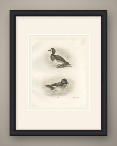 Female Scaup and a Second Female Diving Duck after Lilian Medland, c. 1909, shown framed