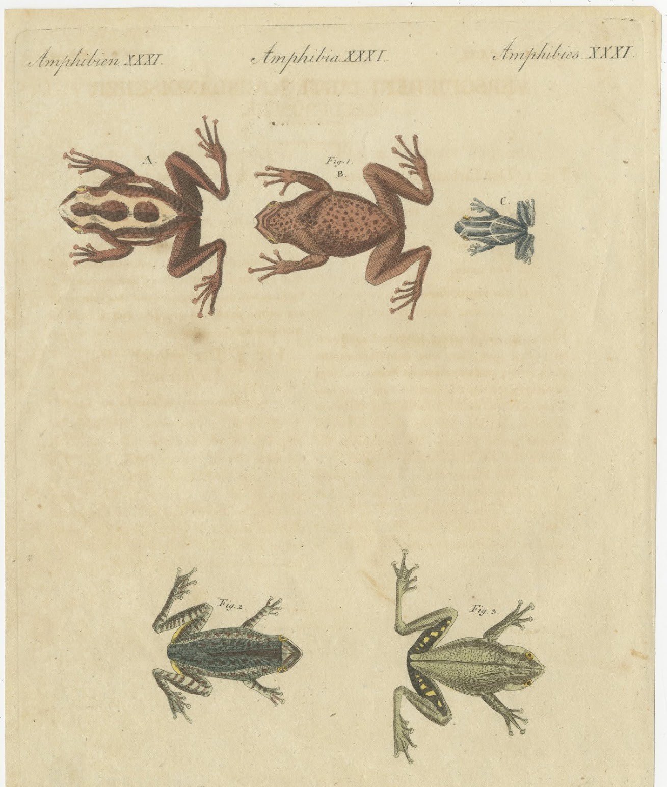 Five Frogs Including a Striped Frog, Antique Bertuch Print, Vienna, circa 1815