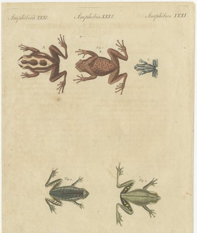 Five Frogs Including a Striped Frog, Antique Bertuch Print, Vienna, circa 1815