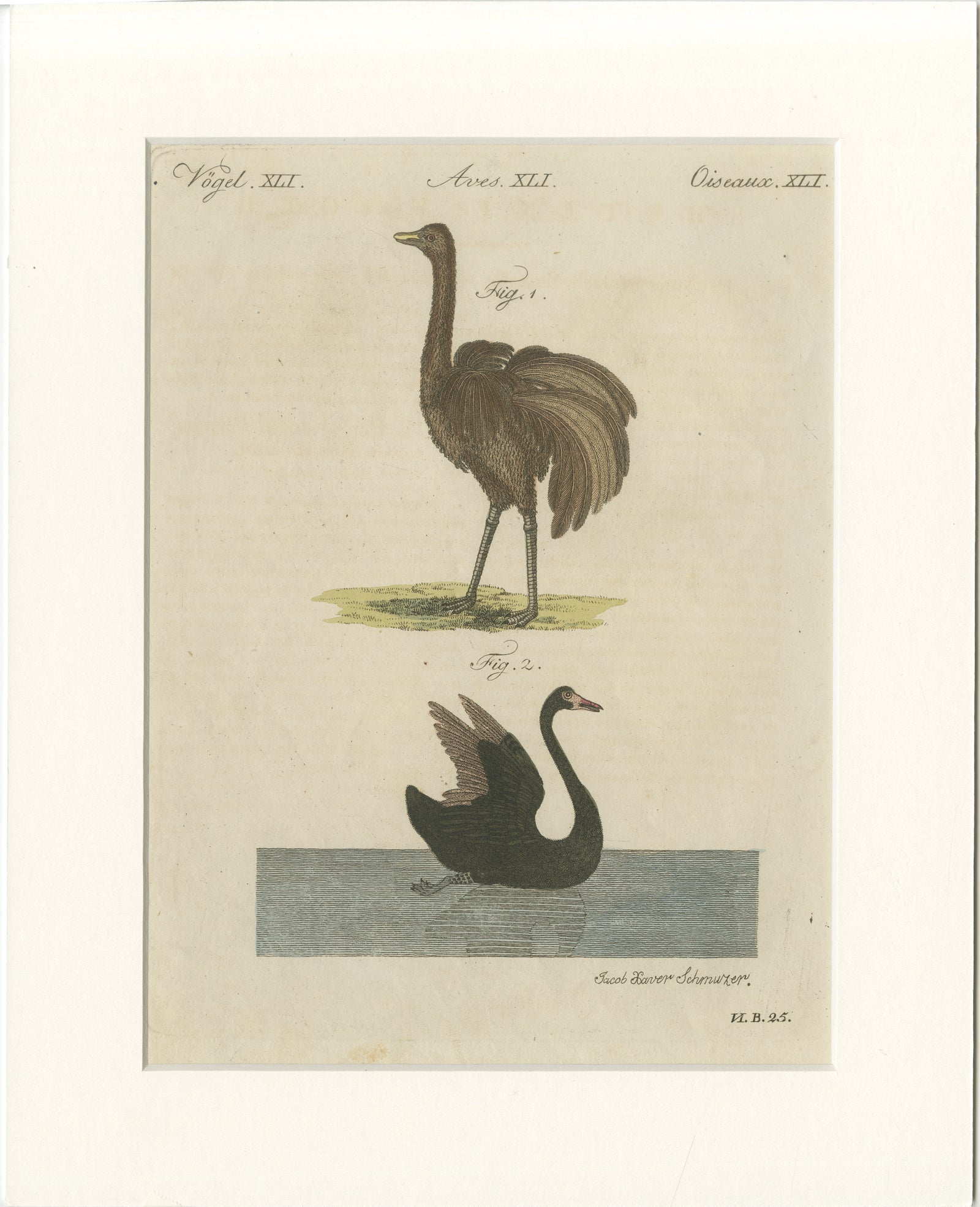 Antique Greater Rhea & Black Swan Engraving, Bertuch, 1798