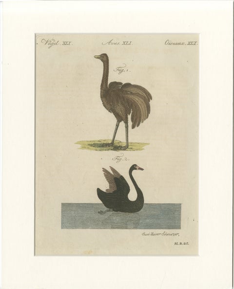 Antique Greater Rhea & Black Swan Engraving, Bertuch, 1798