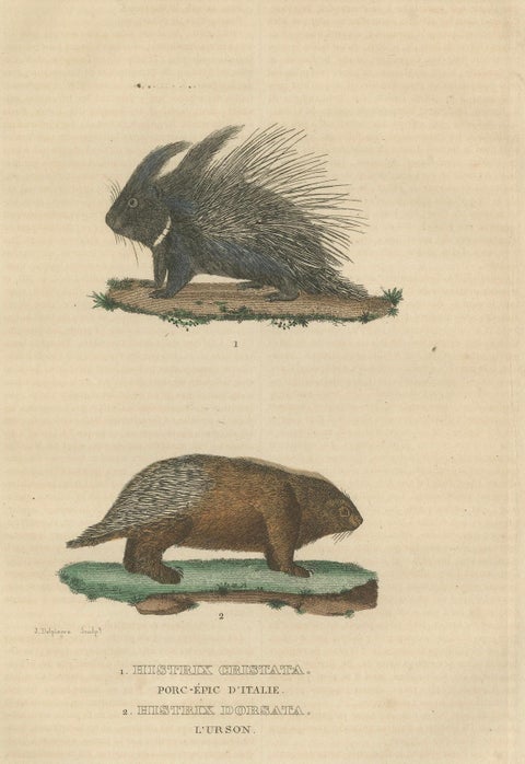 Antique Engraving of Crested Porcupine and North American Porcupine, ca.1825, close-up 6