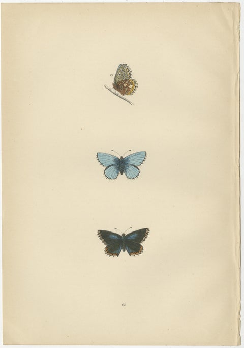 British Handcolored Lepidoptera: Treasures from A History of British Butterflies, view 4