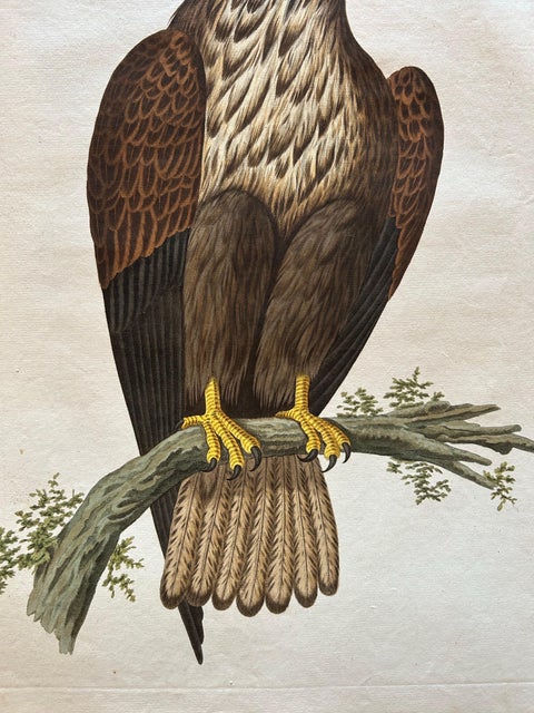 White-Tailed Eagle, Falco Leucocephalus Hornotinus, Antique Bird Print c.1829, view 8