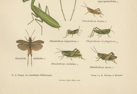 Mantis, Stick Insects & Grasshoppers, Antique Prints, Set of 3, 1908, close-up 3