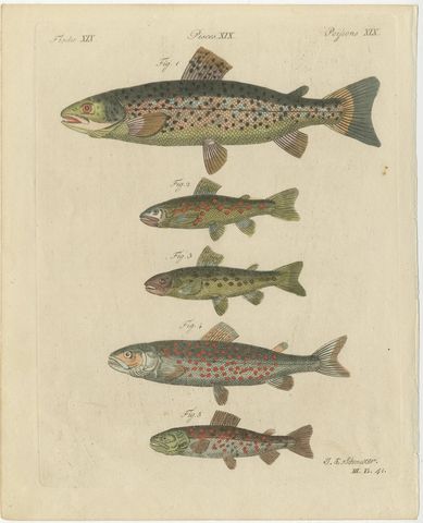 Five Trout with Salmon Trout and Alpine Char, Antique Bertuch Print, circa 1805, view 2