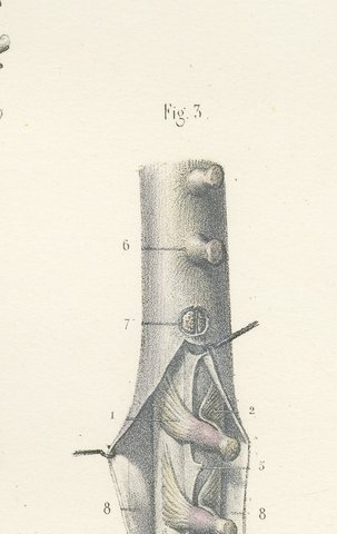 Spinal Nerve Roots along the Whole Cord, Hirschfeld Double Folding Plate, 1866, view 7