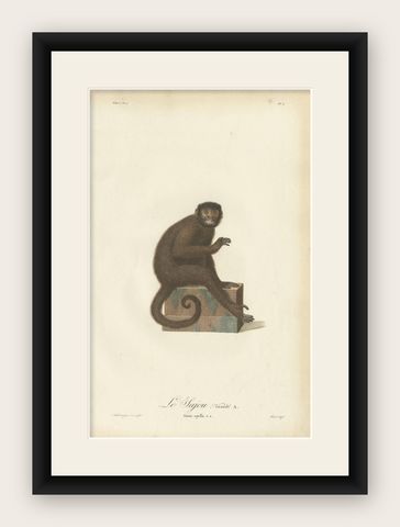 Rare Antique Hand-Colored Engraving of Le Sajou or Capuchin Monkey, circa 1898, shown framed