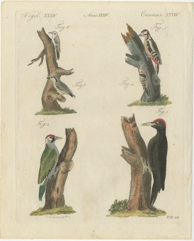 Black and Green Woodpeckers with Nuthatch, Antique Bertuch Print, circa 1805, view 2