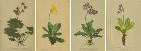 Alpine Botanical Prints Set, Primula & Cortusa, Palla Atlas, 1897, view 6