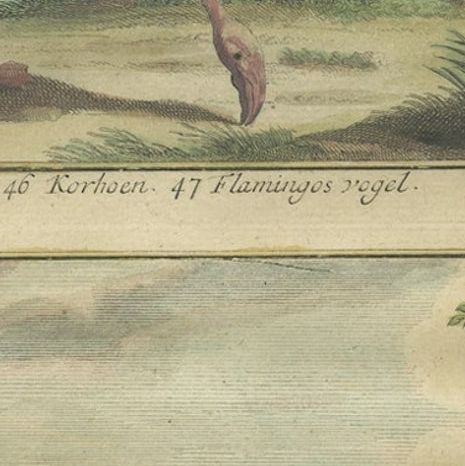 Old Engraving of a Black Grouse, Flamingo, Ostrich and Common or Crested Crane, close-up 5
