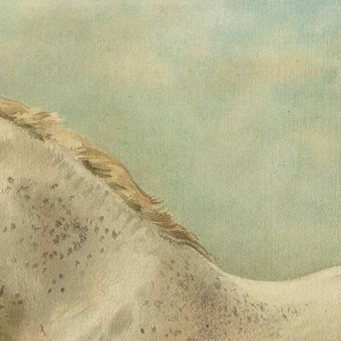 Antique Print of the Boulon Horse by O. Eerelman, 1898, close-up 1