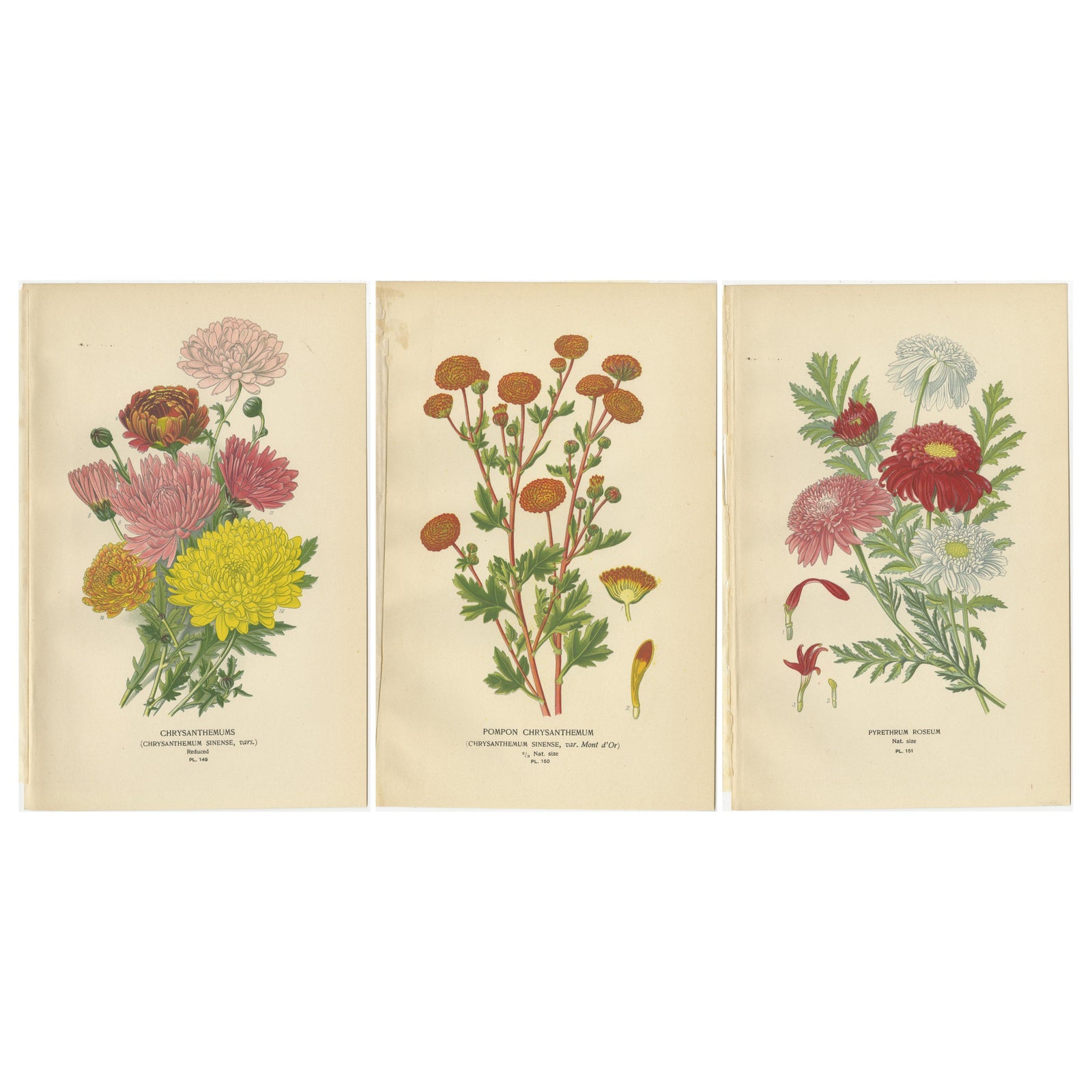 Botanical Prints: Chrysanthemums, Pompon Chrysanthemum & Pyrethrum Roseum, 1897