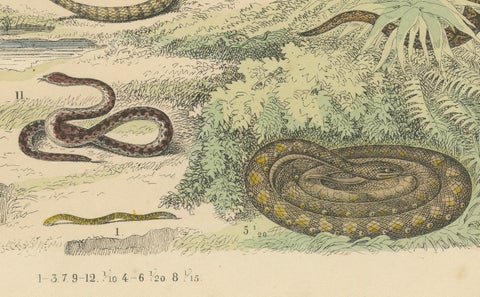 Snakes Print: Boa, Python, Viper, Coral Snake, Antique 1867, close-up 3