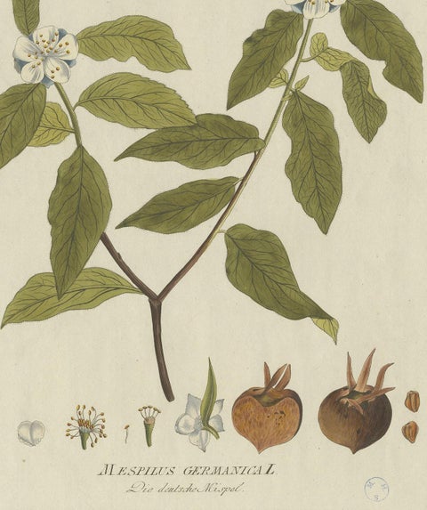 Antique Botany Print of the Mespilus Germanica by Plenck 'circa 1790', view 4