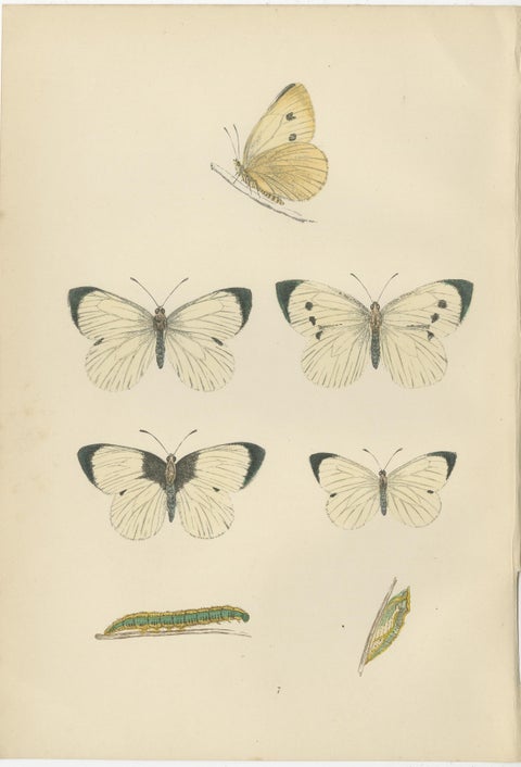 Winged Elegance: Stages of Lepidopteran Grace, Published in 1890, view 2