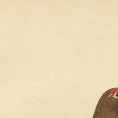 Antique Bird Print of the Willow Ptarmigan 'Female' by Von Wright '1929', close-up 1