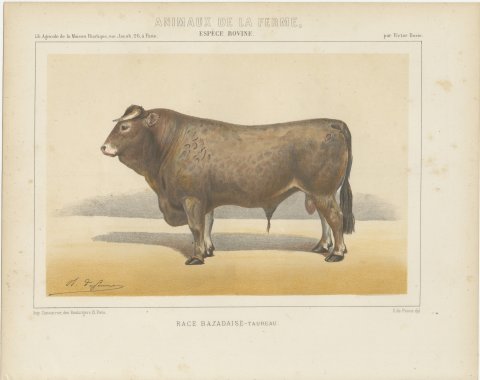Bazadaise Bull, French Cattle Chromolithograph by Olivier de Penne, 1863, view 2