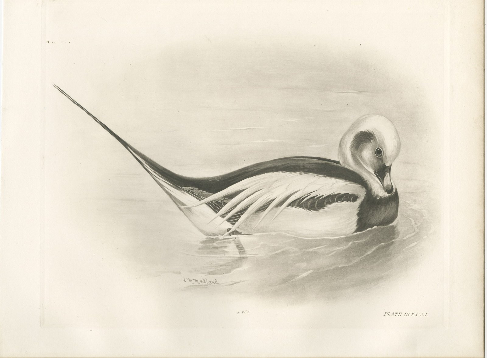 Long-Tailed Duck, Antique Bird Print after Lilian Medland, circa 1909