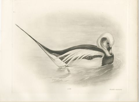 Long-Tailed Duck, Antique Bird Print after Lilian Medland, circa 1909