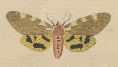 Handcolored Variations of Moths: A Study in Lepidoptera Elegance, 1845, close-up 1
