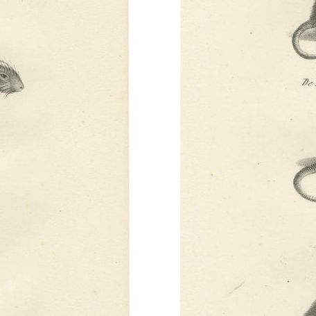 19th-Century Engravings of Rodents and Small Mammals by Dutch Naturalists, close-up 1