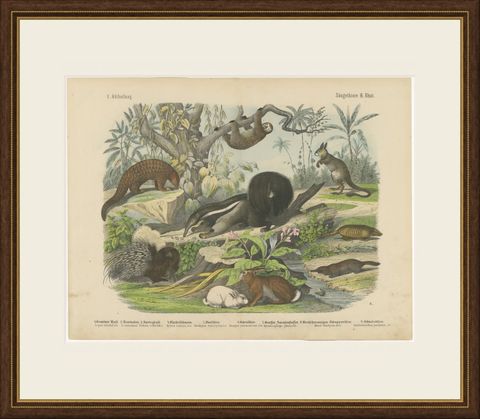 Antique Platypus, Anteater and Sloth Print with Pangolin, Kolb, circa 1890, shown framed