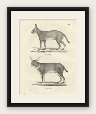 19th-Century Lithograph of the Caracal and Lynx in Striking Profiles, shown framed