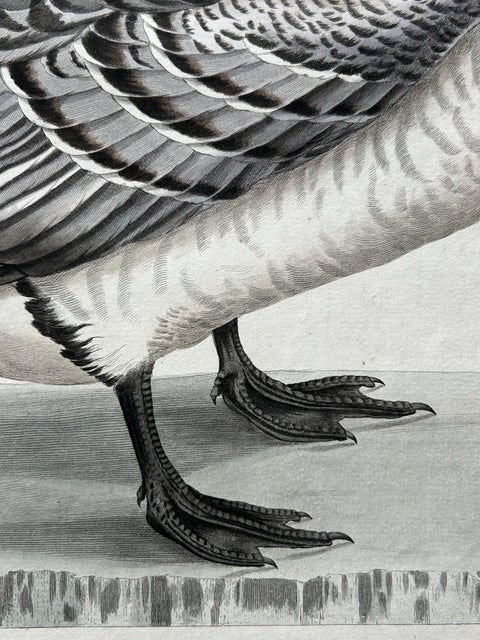 Anas, Brenta, Barnacle Goose from Nederlandsche Vogelen, 1797, view 4