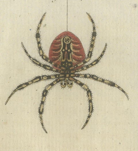 European Garden Spider Anatomy: Variations, Silk Spinnerets, and Mandibles, 1805, close-up 3