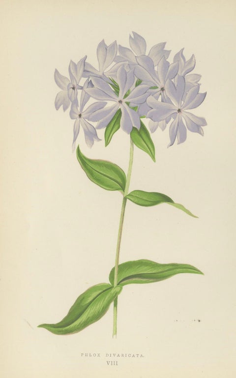 Wild Blue Phlox (Phlox Divaricata), Hand-Coloured Botanical Print, 1874, close-up 5