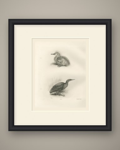 Night Heron Chick and Spotted Juvenile after Lilian Medland, c. 1909, shown framed