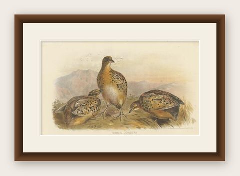 Antique Bird Print of the Indian Button Quail by Hume & Marshall, 1879, shown framed