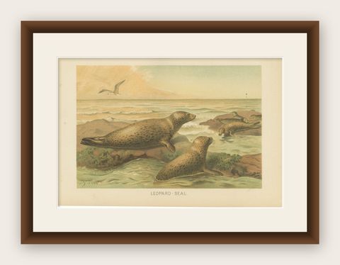 Leopard Seal, Antique Marine Mammal Chromolithograph, 1894, shown framed