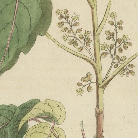 Poison Ivy and Poison Sumac, Antique Bertuch Print, circa 1805, close-up 4