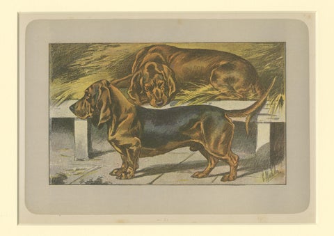 Antique Dog Print of the Basset Ardennais, view 3